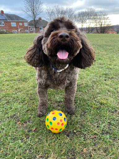 Cockerpoo Brown dog happily standing on grass with a colourful ball in front of it.