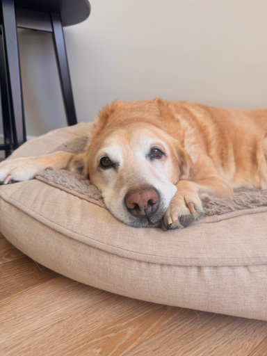 A relaxed golden retriever lying on a dog bed in a cozy indoor setting.