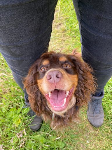 Smiling dog between person’s legs on grass, wearing a collar.