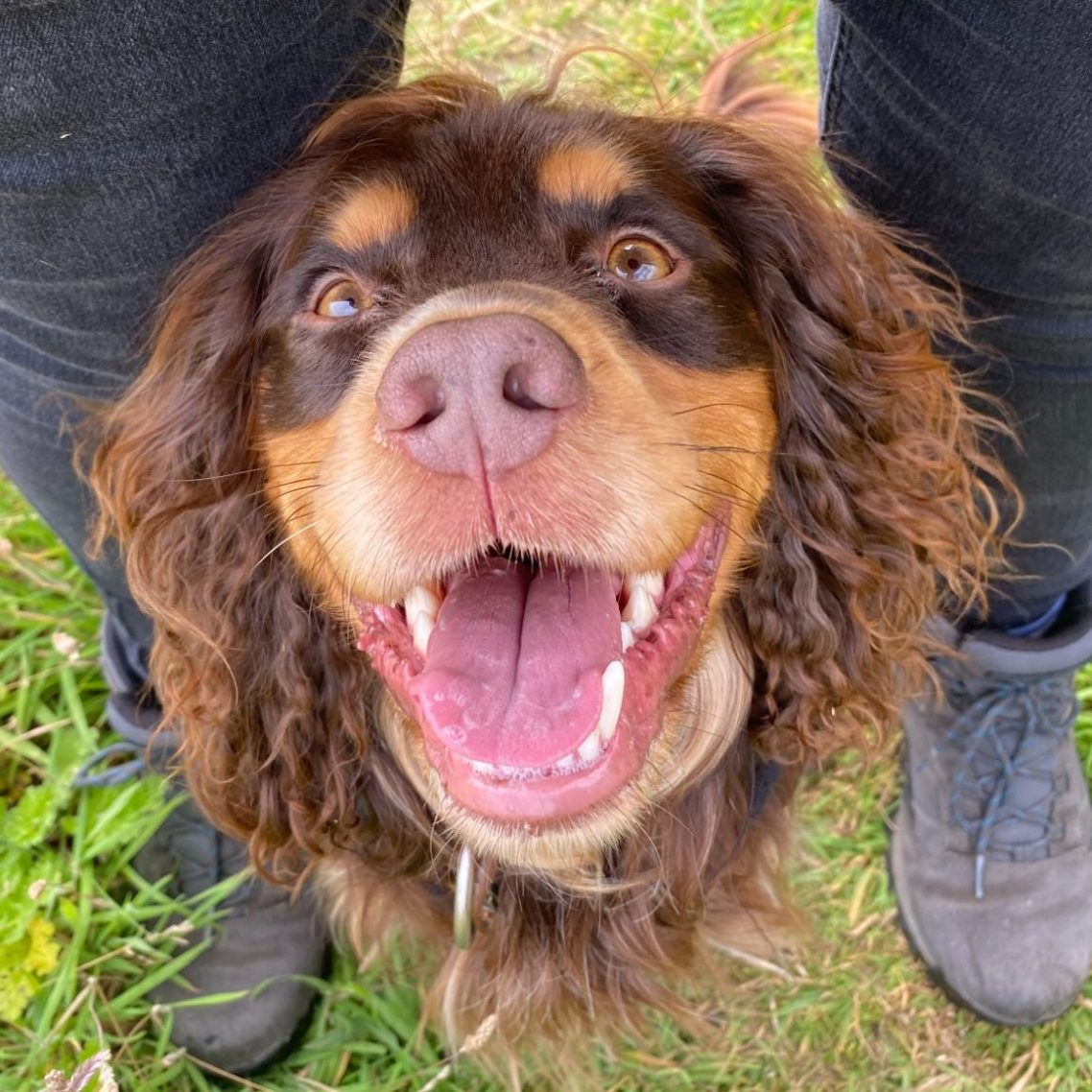 Liz and Dexter Happy brown dog with curly fur smiling at the camera, standing on grass.