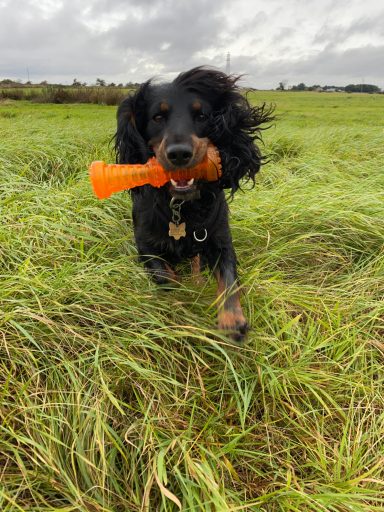 Black Cocker Spaniel A black dog running through grass, carrying an orange toy in its mouth.