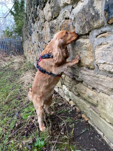 Cocker Spaniel A golden cocker spaniel standing on its hind legs, sniffing a stone wall.