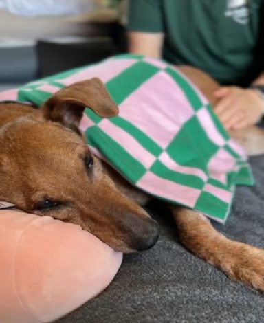 A brown dog with a green and pink blanket resting on a soft surface.