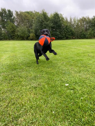 A black dog leaps in a grassy field, playing with an orange and blue toy.