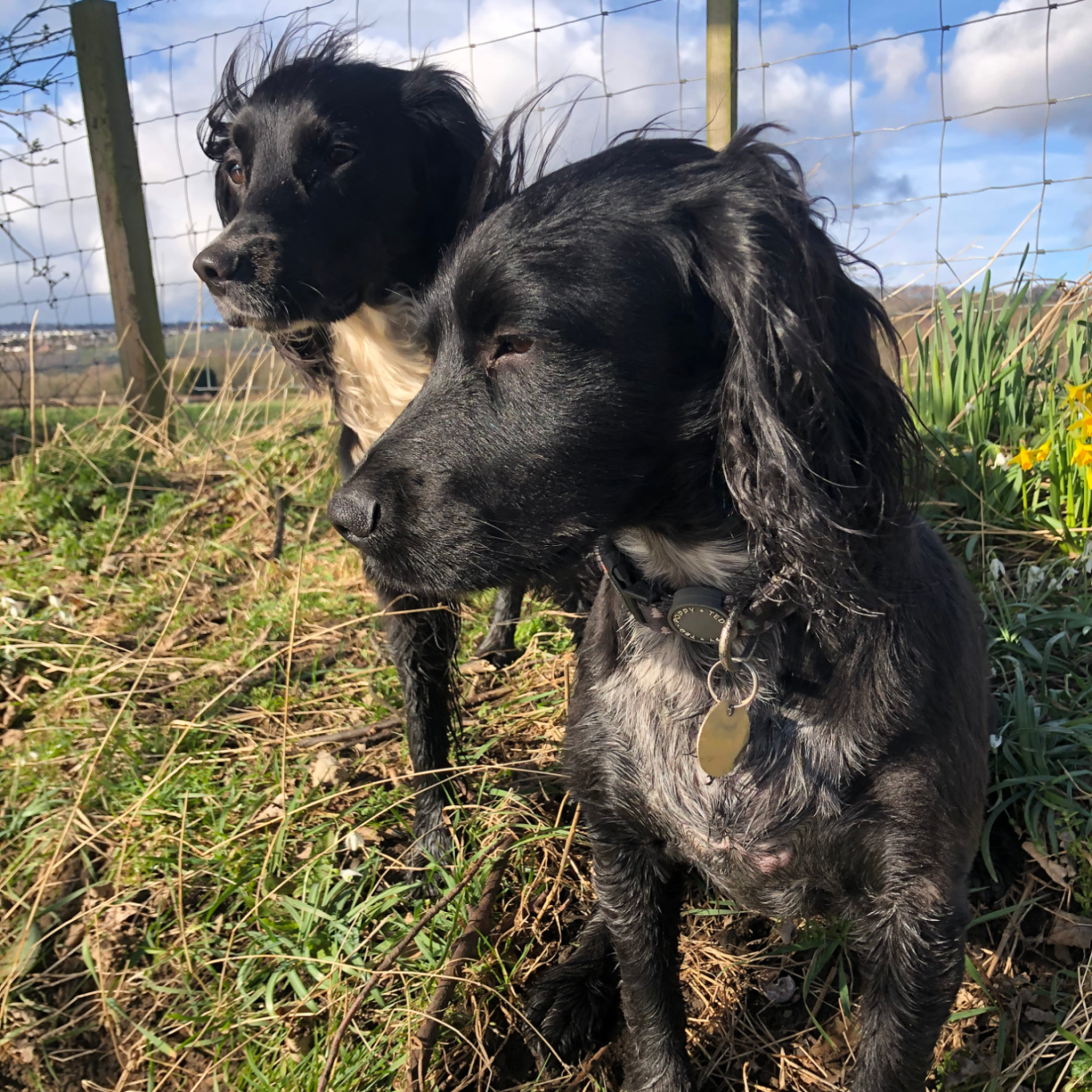 Spaniels Two black dogs standing in a field with grass and flowers, against a cloudy sky.